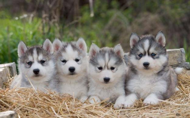 Los cachorros de Maya - Husky Sibérien (4 mois)