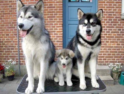 Fred,Laika y Mika - Husky Sibérien