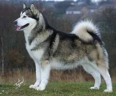 perrito - Husky Sibérien (4 ans)