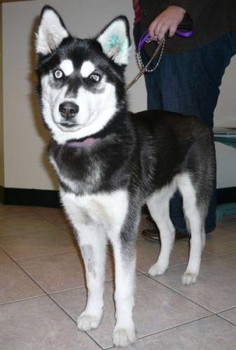 Ceaser - Husky Sibérien Mâle (3 mois)