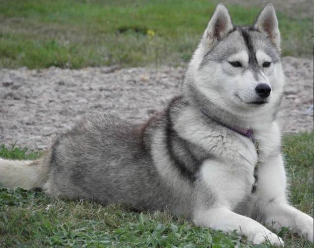 Anouchka - Husky Sibérien (2 ans)