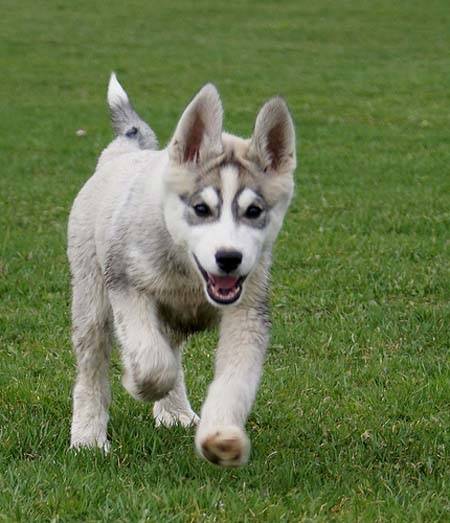 colmillo - Husky Sibérien Mâle (8 mois)