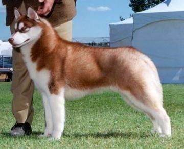 Rusty - Husky Sibérien Mâle (4 mois)