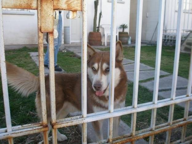 Valentina - Husky Sibérien (2 ans)