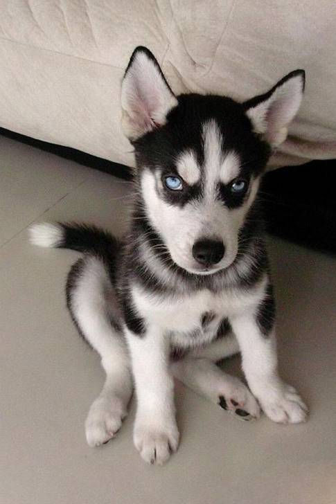 Shino - Husky Sibérien Mâle (2 ans)