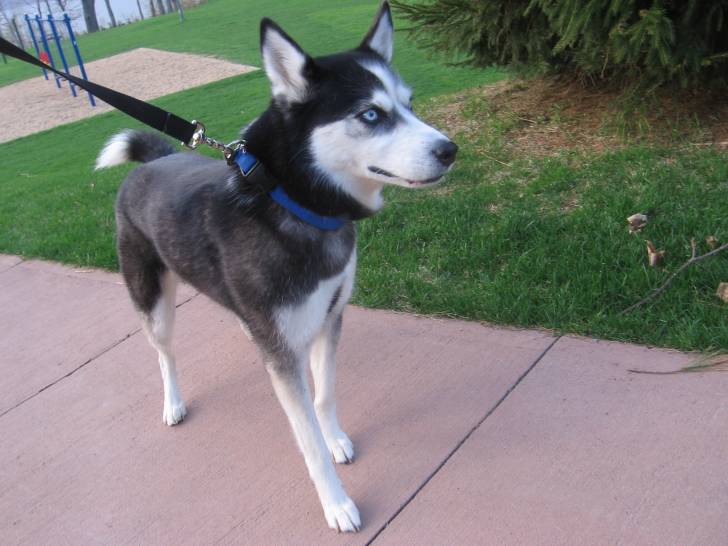 Nouka - Husky Sibérien (5 ans)