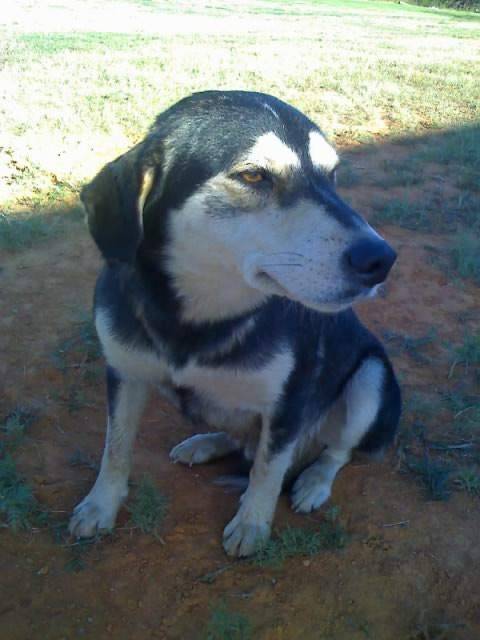 Goose - Husky Sibérien Mâle (8 ans)