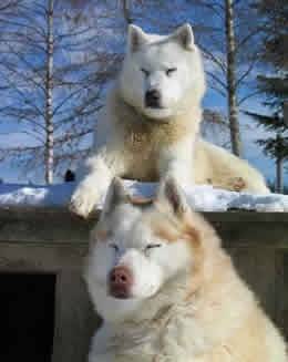 moly et mily - Husky Sibérien (5 ans)