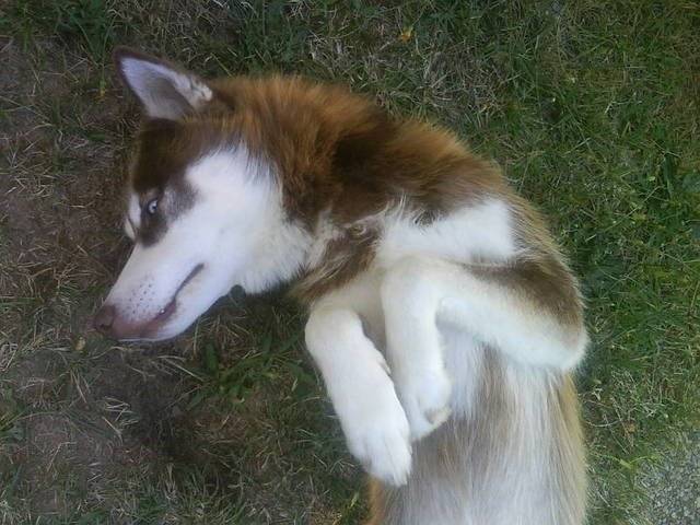rouky - Husky Sibérien Mâle (3 ans)
