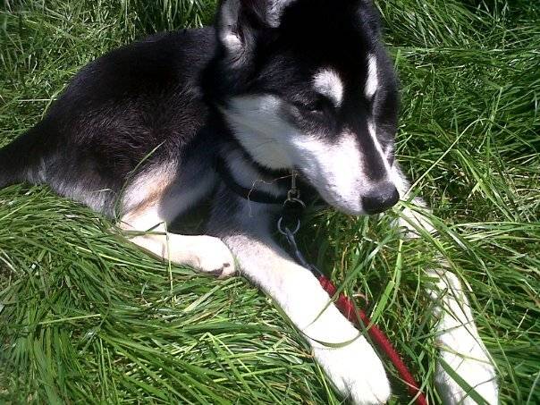 maya - Husky Sibérien (7 mois)