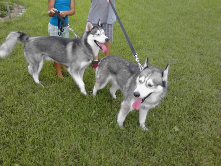 Yumi and Donallie - Husky Sibérien Mâle