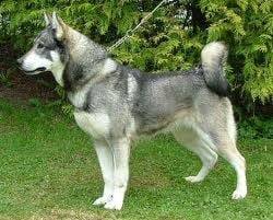 amber - Husky Sibérien