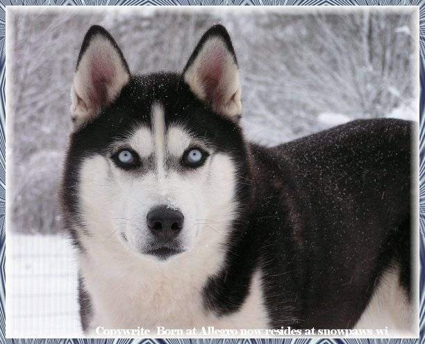 Exile - Husky Sibérien Mâle