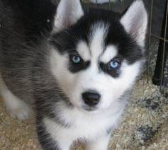 HUSKY - Husky Sibérien Mâle (2 ans)