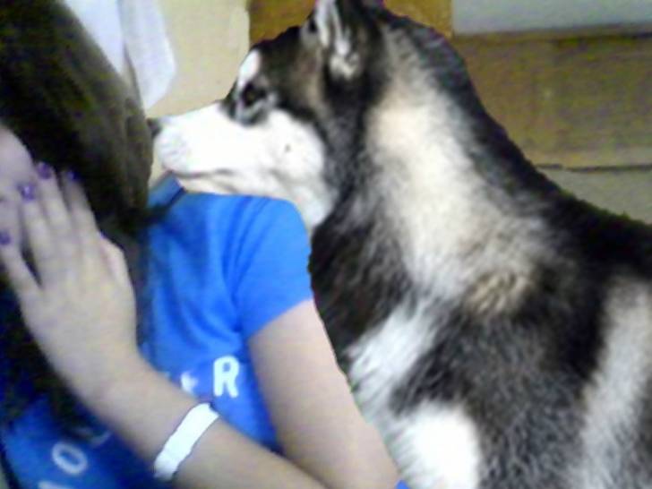 Shawty - Husky Sibérien (7 ans)