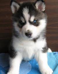 Colmillo - Husky Sibérien Mâle (11 mois)