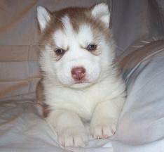 Peli de peke - Husky Sibérien (2 mois)