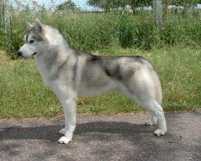 Kirsty - Husky Sibérien Mâle (6 mois)
