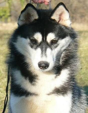 Perle - Husky Sibérien (5 ans)