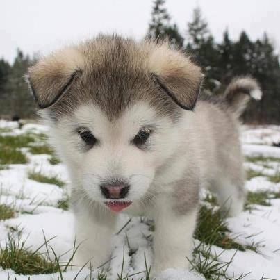 Leelou - Husky Sibérien (2 mois)