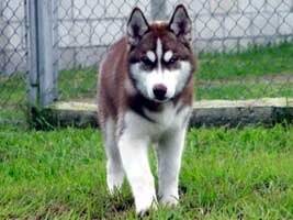 Leya - Husky Sibérien (3 ans)