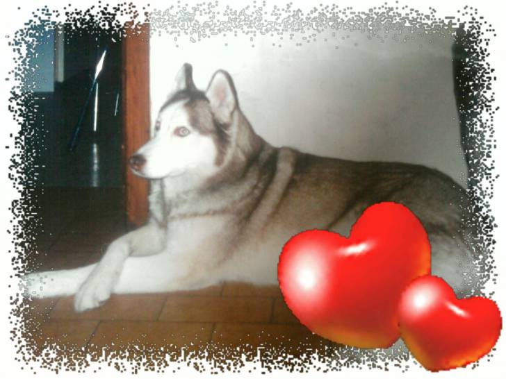 alaska - Husky Sibérien Mâle