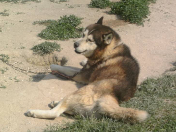 hulysse - Husky Sibérien Mâle (14 ans)