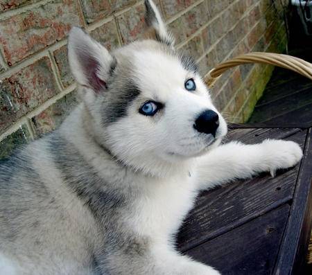 Booker - Husky Sibérien Mâle (3 mois)