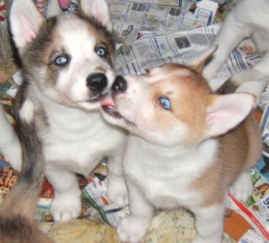hiro et ladi - Husky Sibérien