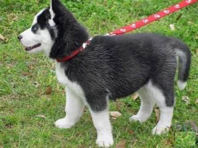 Terri - Husky Sibérien Mâle (2 ans)