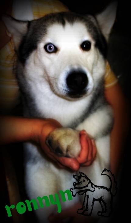 ronnin - Husky Sibérien Mâle (2 ans)
