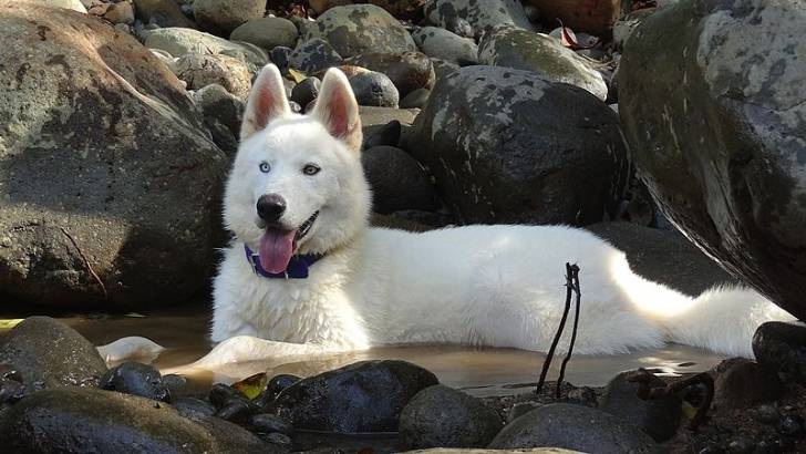 perla - Husky Sibérien Mâle (1 an)