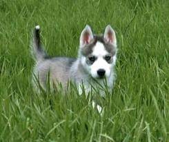 Lobito - Husky Sibérien Mâle (6 mois)