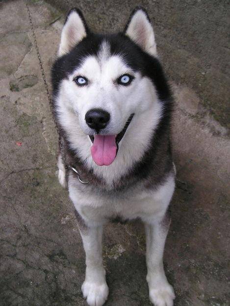 husky - Husky Sibérien Mâle (2 ans)