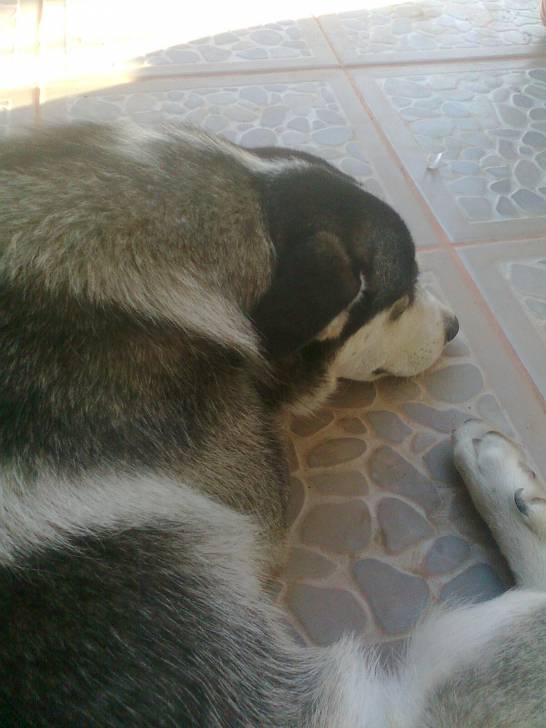 Hammer - Husky Sibérien Mâle (1 an)