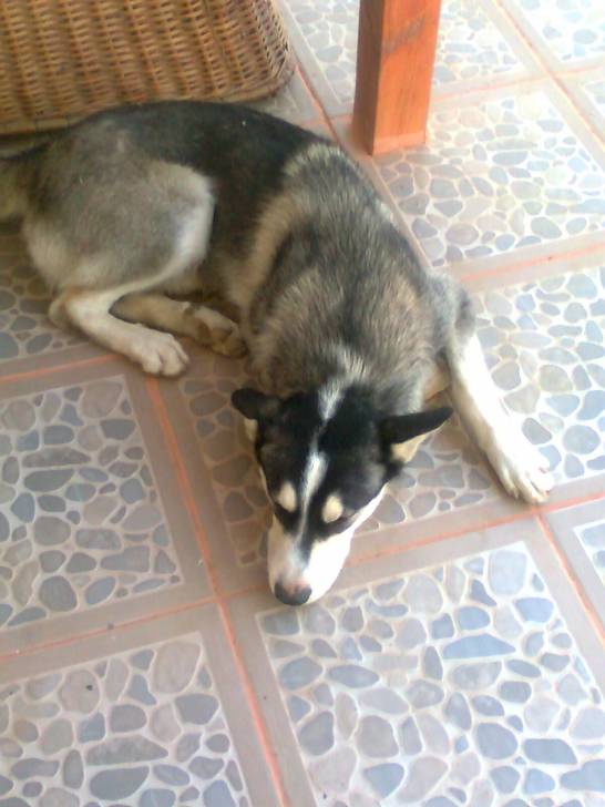 Hammer - Husky Sibérien Mâle (1 an)