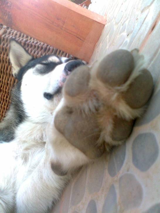 Hammer - Husky Sibérien Mâle (1 an)