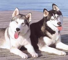 KYARA - Husky Sibérien Mâle (1 an)