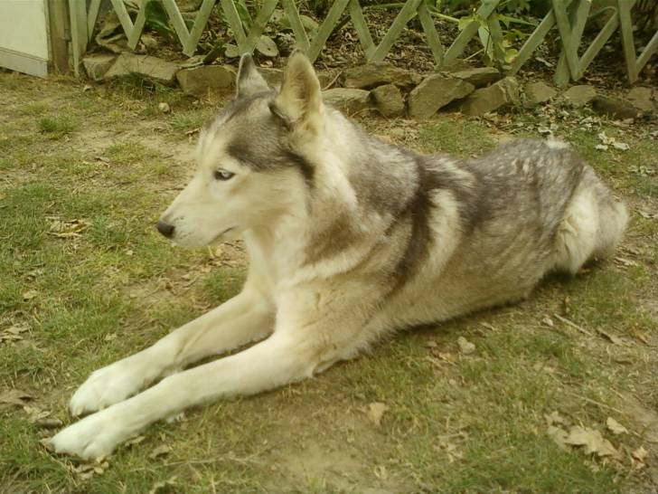 Opium - Husky Sibérien Mâle (10 ans)