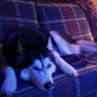 Echo - Husky Sibérien (4 ans)