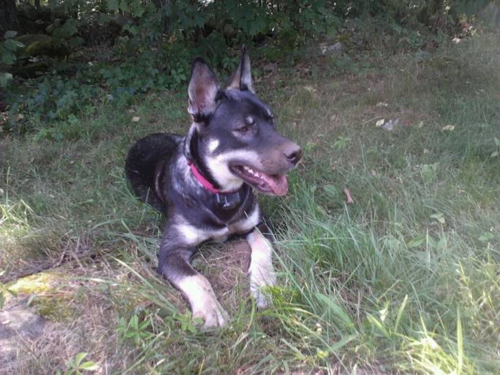 Fletcher - Husky Sibérien Mâle (8 mois)