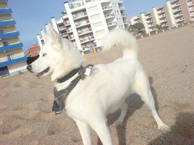 Kiba - Husky Sibérien Mâle (6 mois)