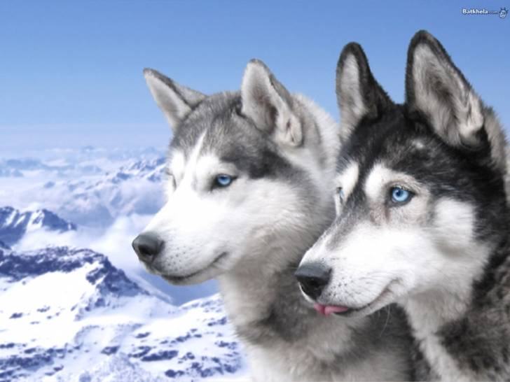 rex - Husky Sibérien Mâle (9 ans)