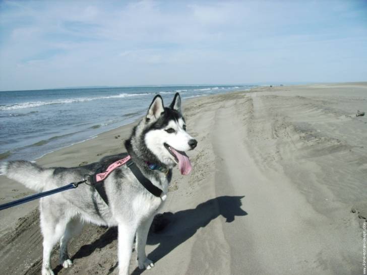 Osirice (mon chien) - Husky Sibérien Mâle (3 ans)