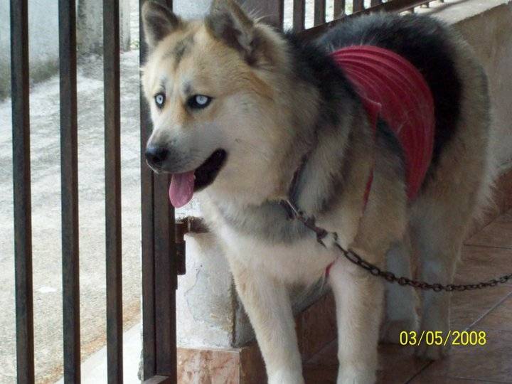 Maya - Husky Sibérien (5 ans)