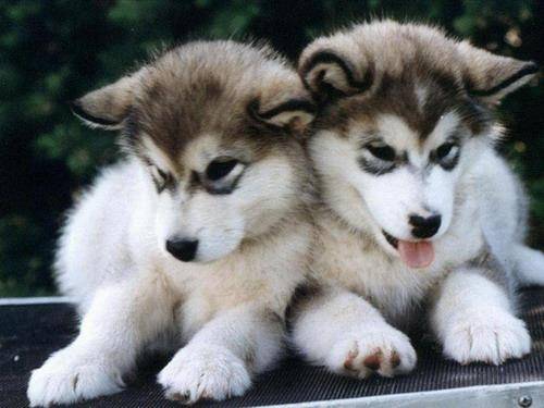 lovely and - Husky Sibérien (5 mois)