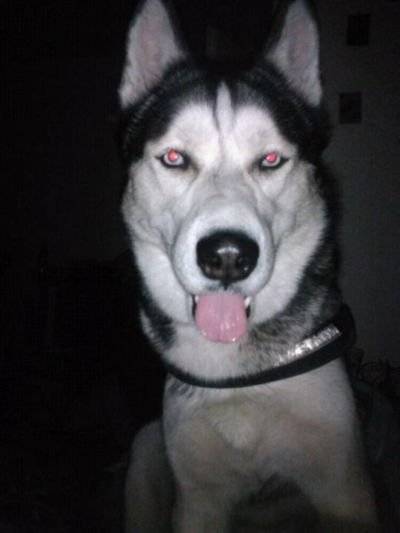 devil - Husky Sibérien Mâle (1 an)