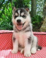 Sky - Husky Sibérien (1 mois)