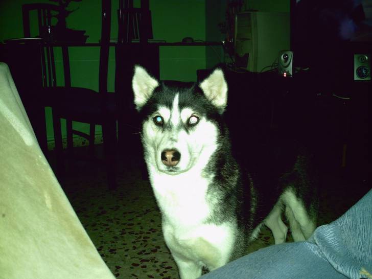 Nana - Husky Sibérien (1 an)