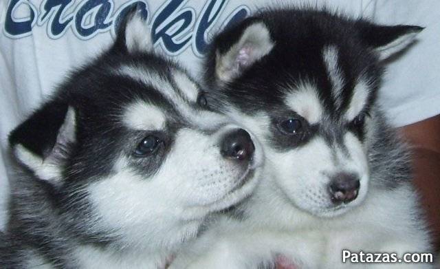 colmillo blanco - Husky Sibérien Mâle (2 mois)